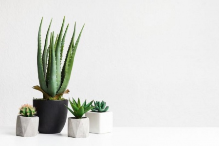 Pourquoi opter pour des tableaux v&eacute;g&eacute;taux aux Ponts-de-C&eacute; ?